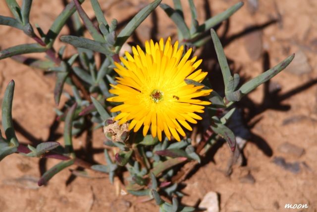delosperma